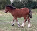 10hh Broodmare in Foal with Filly Foal at Foot