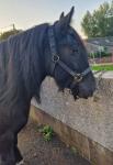 Super smart driving cob, 11 years old, 14.3hh, black cob mare, in her prime. A strong type who really takes up your leg. Super fun, kind and happy mare. Loves her job and is the perfect drive. 