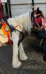 Three year old cob mare. Rides and drives, just done the London Drive. 