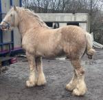 Palomino stallion, 15.2hh. Grandson to Shambo. Rising 7 year old, proven horse, left some quality foals. 