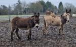 Riding Jenny Donkeys