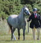 Dartmoor x 4 years old 12.3/13hh. Professionally backed in the summer and ready to be brought on. Not a novice ride as can be strong and is green. Forward going and showing potential for any discipline. Would make a cracking driving pony! Long reining beautifully, been in full driving tack, pulled weight and has been between the shafts. 