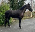 16hh Riding Mare