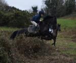 16hh Riding Mare