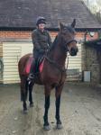 16hh Standardbred Riding Mare