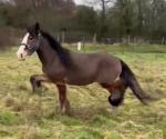 Joey, Driving Gelding