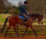 16.2hh Thoroughbred Riding Gelding