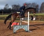 16.2hh Thoroughbred Riding Gelding