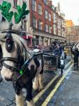 Smokey-Joe, 12.2hh Ride and Drive Gelding 