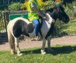 12hh WPB Riding Mare