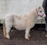 Shetland Ride and Drive Mare