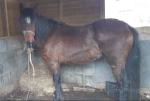 14.2hh Welsh Section D Mare