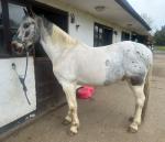 Frisco, 15.1hh Riding Gelding 