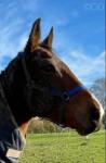 Taffy, 16.1hh Thoroughbred Gelding 