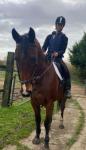 Taffy, 16.1hh Thoroughbred Gelding 