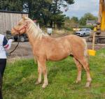 Ringo Dingo xxx, Yearling WPB Gelding 