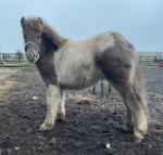 Shetland Colt Foal