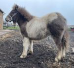 Shetland Colt Foal