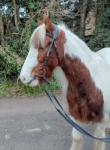 Cherry, 14hh Riding Mare