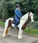 Cherry, 14hh Riding Mare