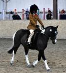 11hh WPB Riding Mare