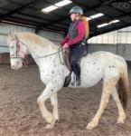 15.1hh Riding Mare