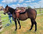 Quarter Horse Gelding 