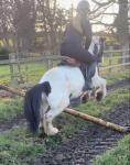 12.2hh super cob, 6 year old mare. Lovely temperament, good to do in always. 