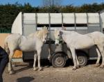 Here we have Britney and Darcy two lovely grey mares stand at 15.3hh and 15.2hh. Both real quiet horse to do, will live in or out, great with farrier, easy to catch. 