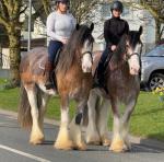 Tom and Jerry. Tom is seven and Jerry is six. Both are 16hh approx. Both can ride and drive as single or as a pair. Located in Ireland. New home.