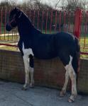 Stunning 2 year old Friesian x gelding, should make 16hh. Father Baroque Friesian stallion. 