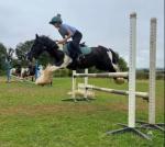 Ricky, 12.2hh 7 year old, ride and drive. Teeth done, back regularly checked and all clear. Second pony not a novice or lead rein pony. Currently bare foot all up to date, worming up to date. Done games, beach rides, show jumping and XC. Driven with previous owners. Lives in or out. Can go out with mares or geldings.

